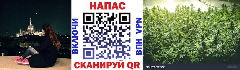 купить наркотик  Ессентуки  Бошки Шишки конопля 